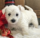 Prodám štěňata MINI West Highland White Terriers