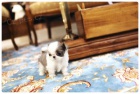 mini mini hračka SHIH TZU štěňata na prodej