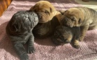 Nádherná štěňátka Sharpei hledají domov