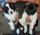 5 krásná štěňata Akita