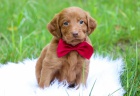 MINIATURNÍ ŠTĚŇATA LABRADOODLE