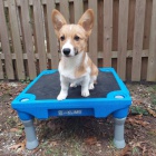 Štěňata C.K.C Pembroke Welsh Corgi