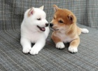 prodej tat mini shiba inu
