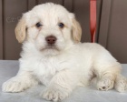 Labradoodle  Labradore  / pudl mix) španěl Štěňata, kteří hledají navždy domovy.