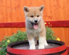 štěňata akita inu  jsou vám k dispozicii.