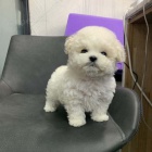 Mini hračka Bichon frize štěňátka k dispozici a připravena k prodeji.