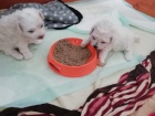 přátelská Bichon Frisé ; Bisonekštěňata k adopci