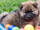 štěňata Eurasier hravé a zdravé štěňata Eurasier