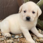 Prodám zdravá a velmi roztomilá štěňátka labradorského retrívra.