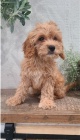 krásné cavapoo připravené k adopci.