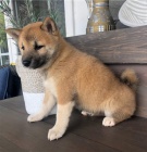 Roztomilá štěňátka shiba inu
