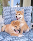 Prodám roztomilá zdravá štěňátka mini Shiba inu pejska a samice.