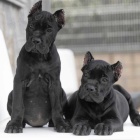 nádherná a zdravá štěňata Cane Corso na prodej.