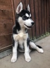 Prodám očkovaná štěňata sibiřského huskyho.