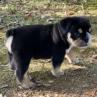 Štěňata anglického buldoka k adopci.
