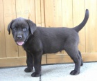 Černý krásný štěňata labradorského retrívra a pejska na prodej.