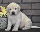 štěňata pejska a fenky labradorského retrívra jako dárek zdarma.
