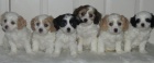 Zdravá štěňata Cavachon k adopci zdarma.
