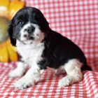 Štěňata kokršpaněla k adopci