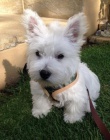 Prodám mini mini štěňata West Highland White Terriers.