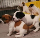 Krásná štěňátka Jack Russell pro vás.