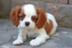 Štěňata Calvalier King Charles