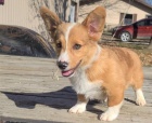Corgi, Pembroke Welsh