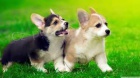 Čistokrevná štěňata Welsh Corgi Pembroke k adopci.