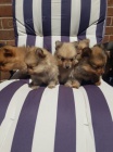 mini vánoční štěňata pomeranian na prodej.