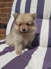 mini vánoční štěňata pomeranian na prodej.