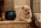 Prodám štěňata pomeraniana.