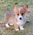 Prodám mini štěňata Welsh Corgi Pembroke.