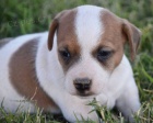 získejte na prodej úžasná a zdravá štěňata jack russella.