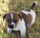 Prodám štěňata fenky a psa jack russell teriéra.