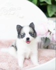 Prodám štěňata feny a samce Pomskies (kříženec sibiřský a pomeranian)