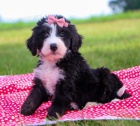 Krásný pejsek a fenka Bernedoodle štěňata na prodej.