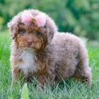 Štěňata Bernedoodle na prodej.