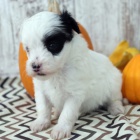zdrav a okovan tata Maltipoo k adopci.