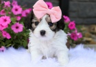 ŠTĚŇATA CAVACHONA k adopci