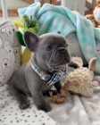 BULLDOČÍ ŠTĚŇATA K Adopci