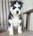 Prodám sibiřský husky s krásnýma modrýma očima.