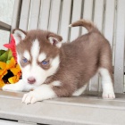 Prodám zdravého a očkovaného hnědého sibiřského huskyho s krásnýma modrýma očima.