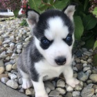 krásný a rozkošný sibiřský husky s krásnýma modrýma očima.
