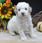 Štěňátka BÍLÉHO trpasličího pudla k ADOPCI