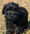Štěňátka černého trpasličího pudla jsou nyní připravena do nového domova