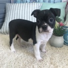 Štěňata bostonského teriéra k adopci