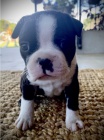 štěňata pejska a fenky bostonského teriéra k adopci