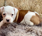 Krásná štěňata boxerů k dispozici a nyní připravena k adopci.