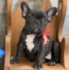 štěňata francouzského buldočka k vánoční adopci.