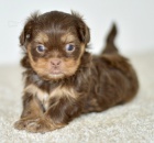 Prodám štěňata SHIH TZU